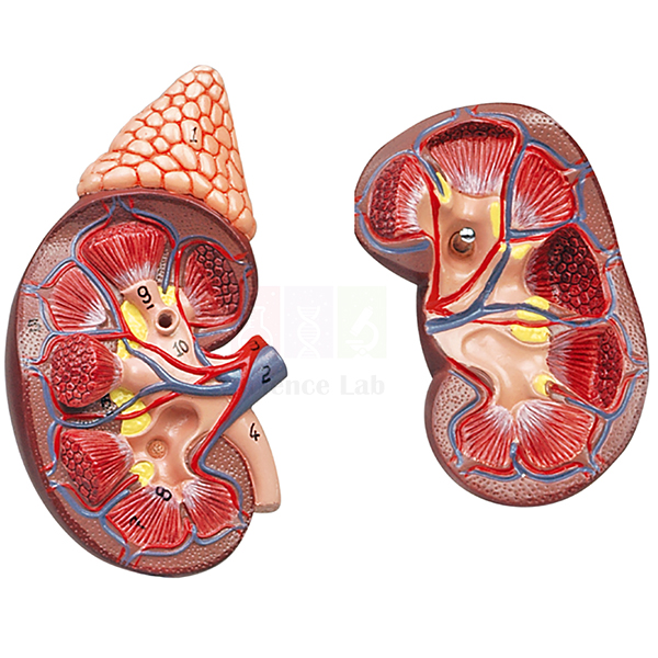 Human Kidney with Adrenal Gland Model